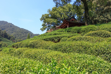 green tea terrace china