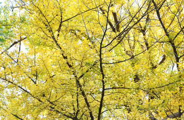 autumnal ginkgo tree 