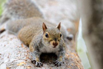 Grauhörnchen in Florida