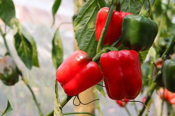 bell pepper on the tree in the garden