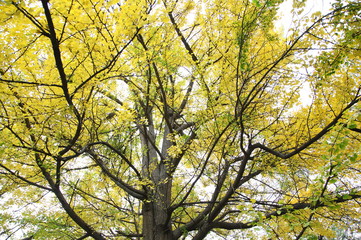 Fototapeta premium autumnal ginkgo tree 