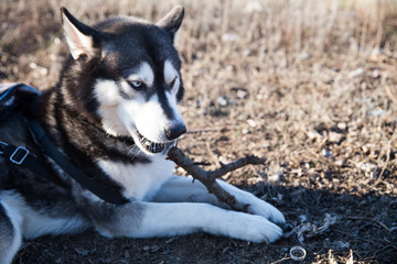 Husky dog ​​in black and white, with different eye colors plays and nibbles a stick