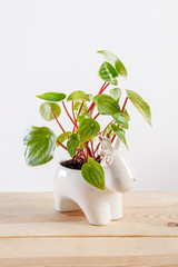 Watermelon peperomia plant in a deer shaped pot.
