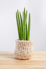 Decorative house plant - Sansevieria cylindrica on a pot in knitted case