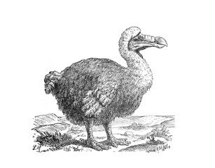 Dodo dront (Raphus cucullatus). Extinct bird from Mauritius island. Black and white silhouette. vintage illustration from Brockhause Konversations-Lexikon 1908 © Basicmoments