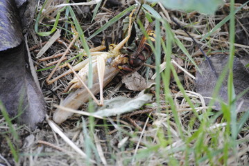 Abeille mangeant sauterelle