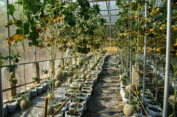 Green fresh organic Japanese Cantaloupe melons hanging on the vine planting in agricultural farm greenhouse with blurred background.