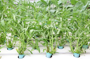 vegetables hydroponics farm 