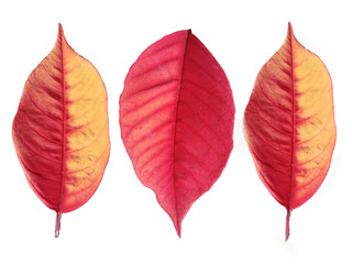 Red leaves isolated on white background.