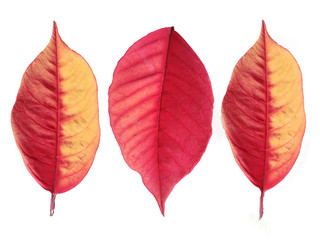 Obraz premium Red leaves isolated on white background.