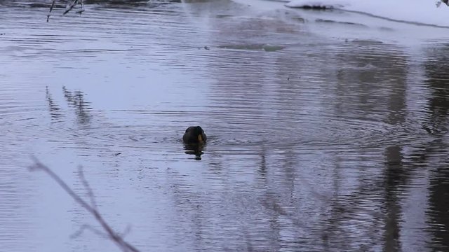 accouplement canards colverts