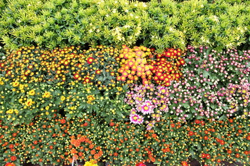 Closeup of bright colorful chrysanthemums 