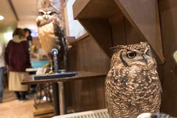 日本にあるフクロウカフェの風景、フクロウと触れ合う
