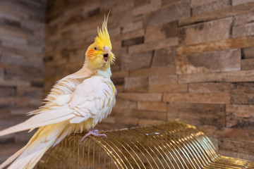 怒りにまかせ大声をあげるインコ