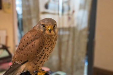 日本にあるフクロウカフェの風景、フクロウと触れ合う