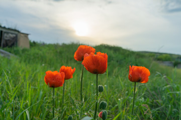 Poppies are herbaceous plants, often grown for their colorful flowers.