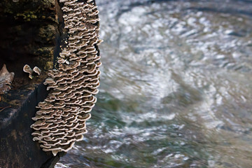 Mushrooms at their natural location in the forest