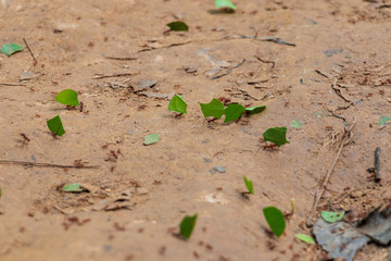 ants with leaves