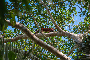 red howler monkey