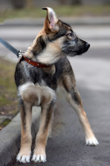 mongrel puppy on a leash for a walk on the street