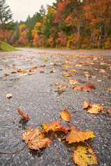 dry yellow maple leaf fall on wet road in autumn season of fukushima