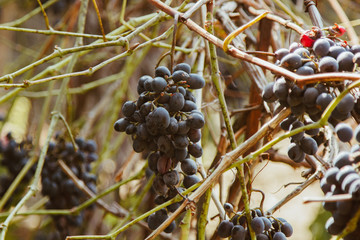 Ripe grape fruits grow in the garden. Fresh blue berries hanging on a branch. Organic vegetable growing.