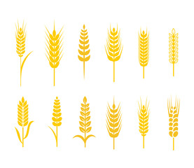 Grain and wheat vector collection 