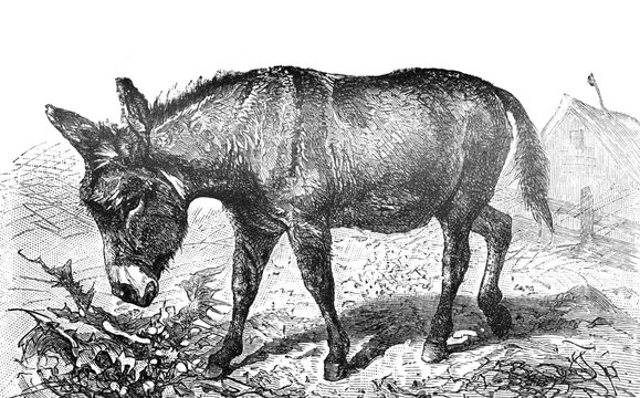 donkey isolated a on white background illustration from Brockhaus Konversations-Lexikon 1908