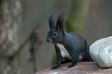 European brown squirrel in winter coat on a branch in the forest