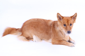 Corgi dog in studio on the white background 