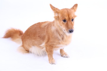 Corgi dog in studio on the white background 