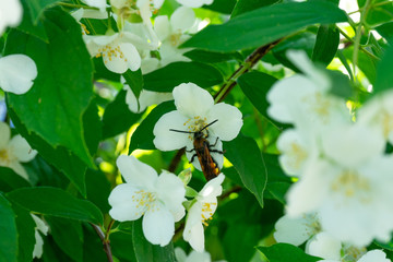 Honey bee drink nectar from flowers and pollinating them.