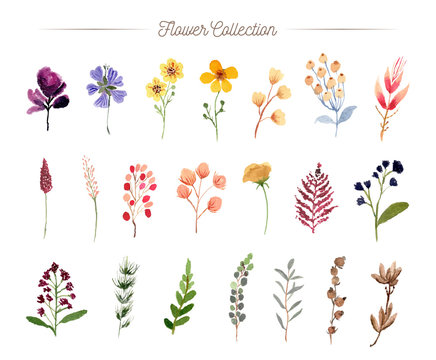 hand painted flower watercolor collection