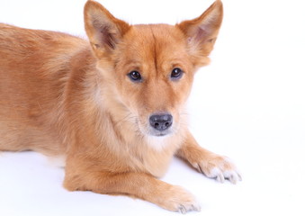 Corgi dog in studio on the white background 