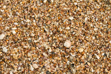 Assorted shells background.