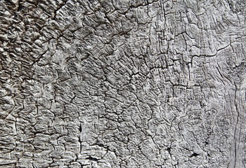 Old, rough textured, knotted, weathered, rotten, cracked, plank - knot detail. 