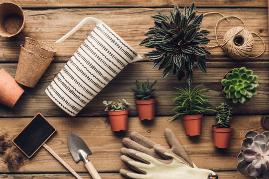 Collection of various succulent plants and garden tools on wooden background