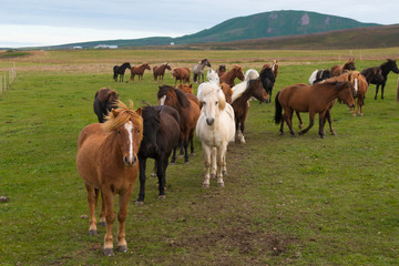 Fototapeta na wymiar herd of iceland horses