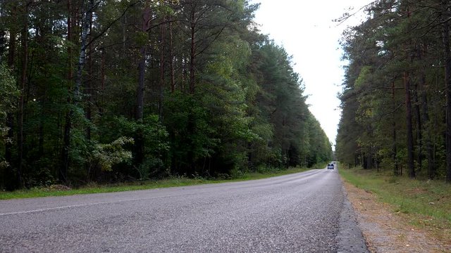 In the middle of pine forest two cars driving away from static camera point of view and disappearing in the distance.