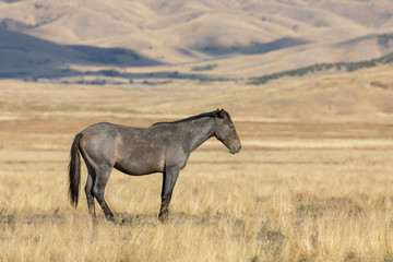 Naklejka na ściany i meble Wild Horse in Autumn in the Utah desert