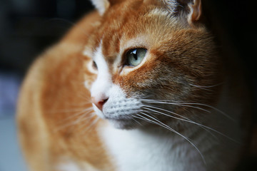 Gatto rosso con occhi verdi; primo piano