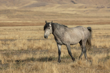 Wild Horse in Autumn in the Utah desert