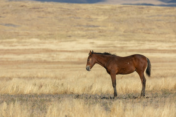 Wild Horse in Autumn in the Utah desert