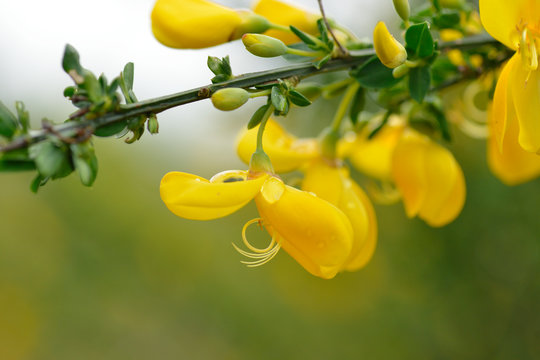Ginsterbl&uuml;ten im Regen