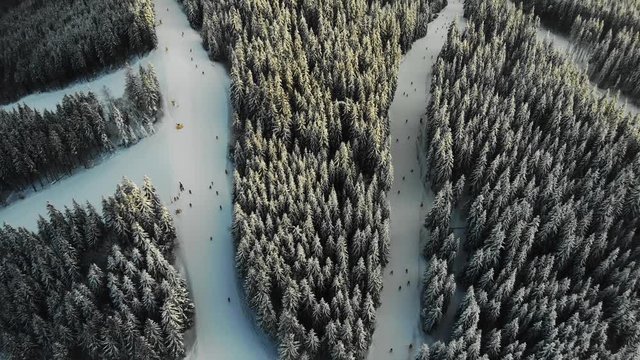 aerial view of spruce forest and ski trace in carpathians