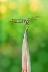 Dragonfly with big eyes resting on the tip of a flower bud