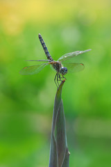 Dragonfly with big eyes resting on the tip of a flower bud