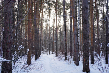 Trail in winter forest landscape with snow, pines and birches. Nature, fairy tale, travel concept.