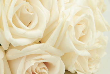 White roses isolated on a white background. Cream colored roses on a cream background
