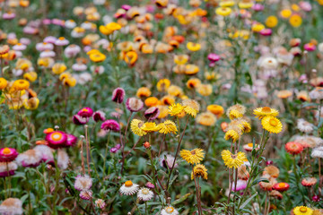 Obraz premium many color papaer flower in garden